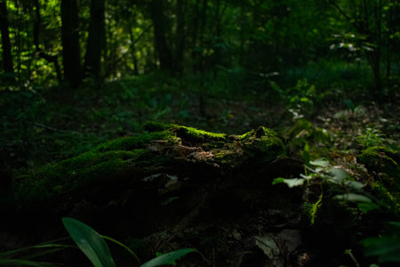 Moss in a gloomy forest. high quality photoの写真素材