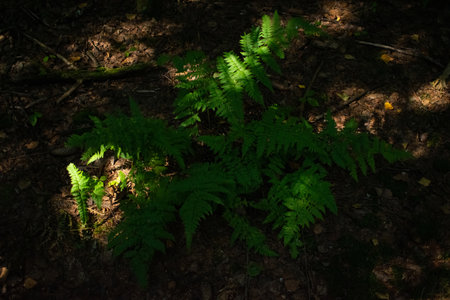 Moss in a gloomy forest. high quality photoの写真素材