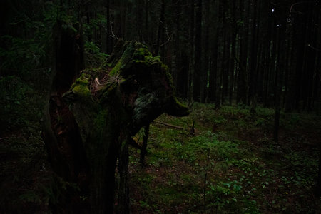 Moss in a gloomy forest. high quality photoの写真素材