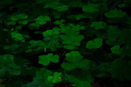 Dark background with clover. high quality photo