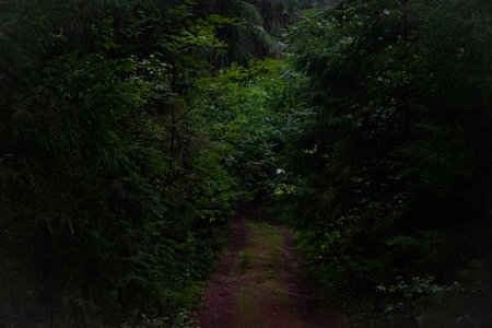 Gloomy forest trail in cloudy weather. high quality photoの写真素材