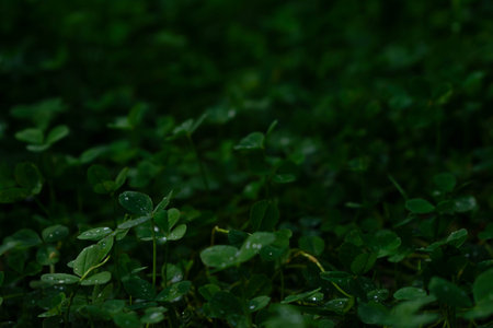 Dark background with clover. High quality photoの写真素材