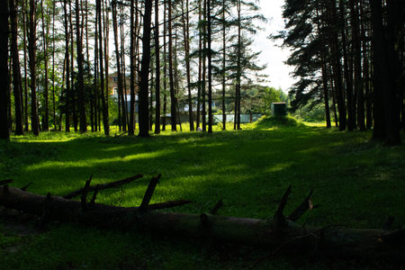 Gloomy forest trail in cloudy weather. High quality photoの写真素材