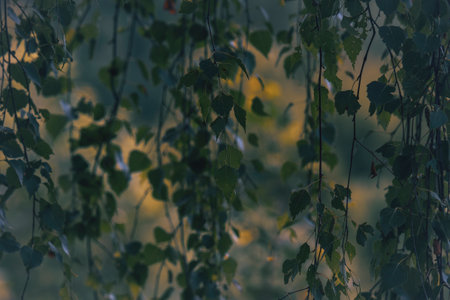 Close-up of leaves hanging from branches with a blurred background, showing natural foliage.