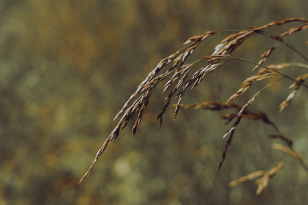 Single grass stem in a sunlit field, with a blurred golden background. Delicate structure of the...