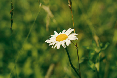 A close-up of a single daisy flower with a yellow center and white petals, standing tall in a lush...