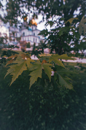 A close-up shot of green maple leaves with a blurred view of a white cathedral with golden domes in the background.の写真素材