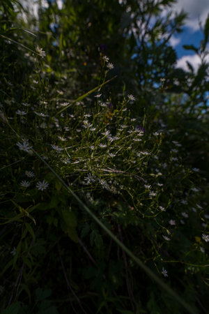 A close-up view of wildflowers blooming in a sunlit meadow. The image captures the delicate white flowers and green stems bathed in natural sunlight, highlighting the beauty of nature in summer.の写真素材