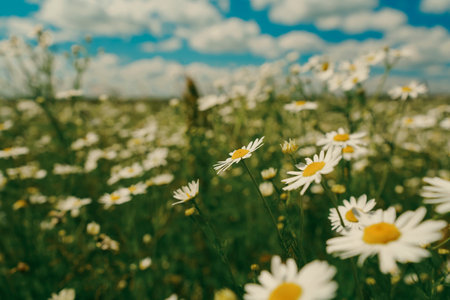 A vibrant field of blooming daisies in full focus, stretching towards the horizon under a partly...