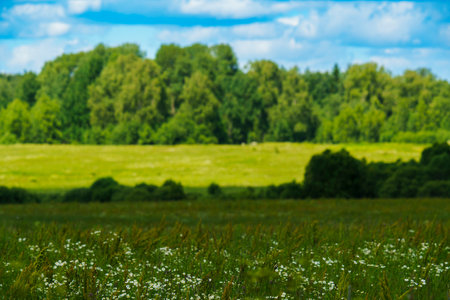 A scenic view of a lush green forest edge with wildflowers blooming in the grassy foreground, under a partly cloudy sky.の写真素材
