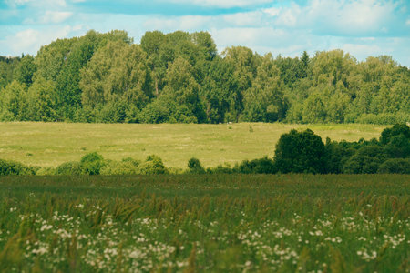 A scenic view of a lush green forest edge with wildflowers blooming in the grassy foreground, under a partly cloudy sky.の写真素材