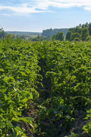 Close-up of green potato plants growing in rows in a field on a sunny day. The background shows a distant tree line and blue sky, highlighting the agricultural landscape.の写真素材