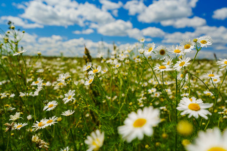 A vibrant field of blooming daisies in full focus, stretching towards the horizon under a partly cloudy blue sky.の写真素材