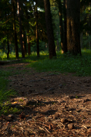 A serene view of a forest trail illuminated by early morning light, with tall trees surrounding the pathway and patches of sunlight on the ground.の写真素材