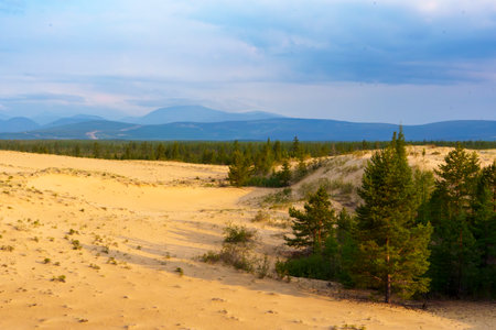 A landscape of desert dunes dotted with pine trees, set against distant mountains under a cloudy sky, creating a serene and contrasting natural scene.の写真素材