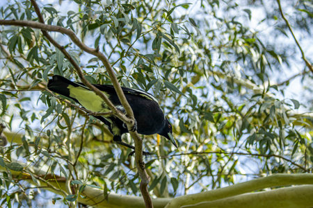 Australian magpie bird