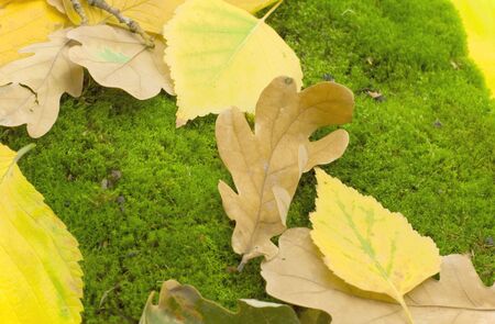 Bright yellow dry leaves and green mossの写真素材