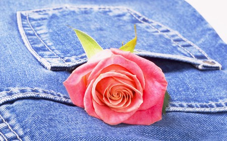 red rose looks out of pocket jeans dark blue colourの写真素材