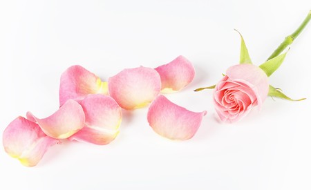 Petals and flower of  pink rose on white backgroundの写真素材