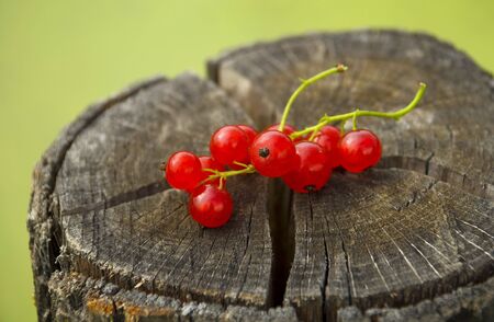 Branch of a red currant on  cut down dry stubの写真素材