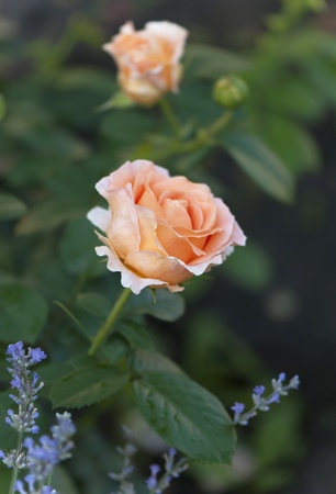 Rose close up in summer gardenの写真素材