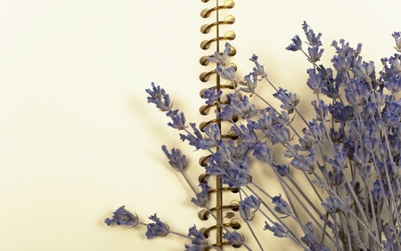 Lavenderの写真素材