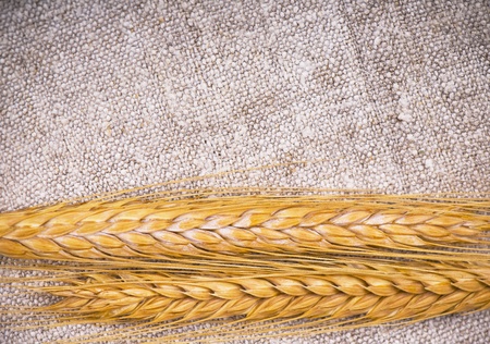 Wheaten earsの写真素材