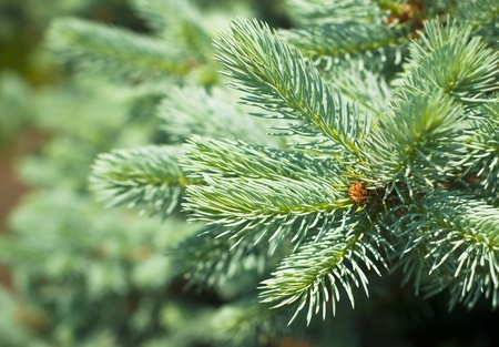 Blue Spruce Tree Branches