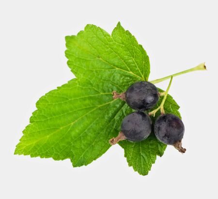 Black currantsの写真素材