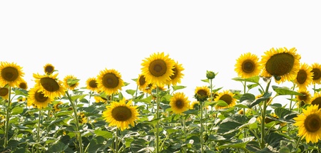 field of sunflowersの写真素材