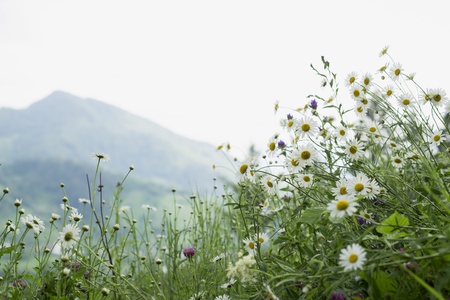 field of camomilesの写真素材