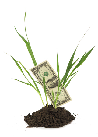 sprouts of wheat make the way from the earth and dollar the noteの写真素材