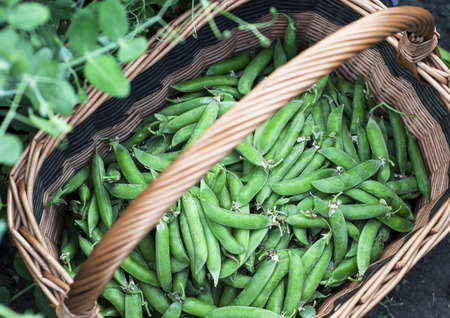 green peas in a basketの写真素材