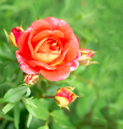 Roses on the Branch in the Gardenの写真素材
