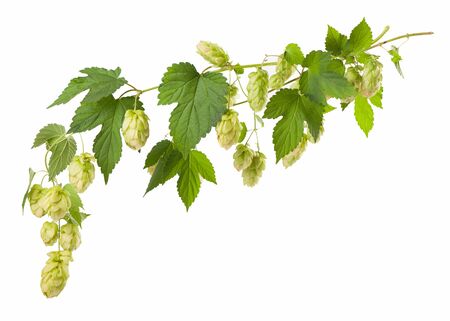 Fresh green hop branch, isolated on a white background. Hop cones for making beer and bread. Close upの写真素材