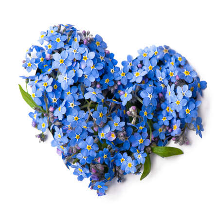 Forget me not, little flowers in heart shape, isolated on whiteの写真素材