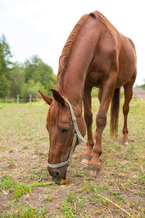 Red horse eating green grass on a field near by house and trees outdoorsの写真素材