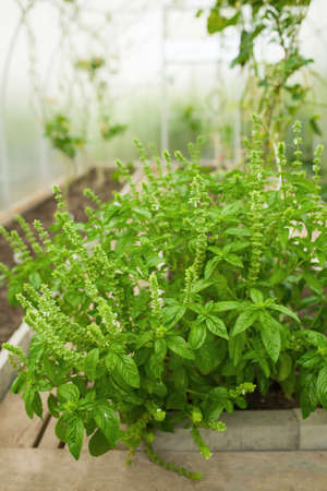 Home Grown Organic Basil Herb Ocimum basilicum Growing in a Greenhouse .の写真素材