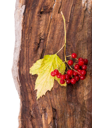 autumn background with colored leaves on wooden board.の写真素材