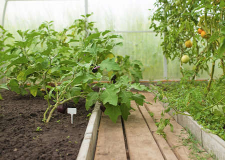 Young plants of eggplant vegetables growing in greenhouse close up