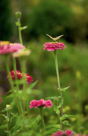 Closed up Butterfly on flower -Blur flower backgroundの写真素材