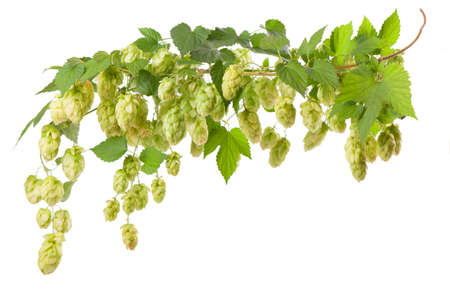 Fresh green hop branch, isolated on a white background. Hop cones for making beer and bread. Close...