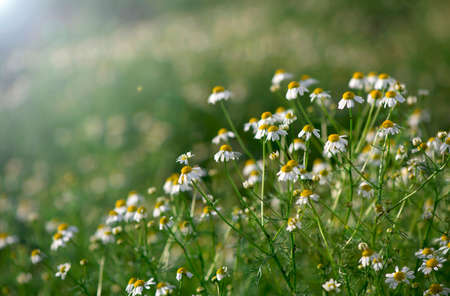 Chamomile field flowers border. Beautiful nature scene with blooming medical chamomilles in sun flare. Alternative medicine Spring Daisy. Summer flowers. Beautiful meadow. Summer backgroundの写真素材