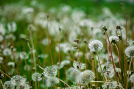 Soft fluffy dandelions in the sunlight on a blue toned background. Beautiful spring nature.の写真素材