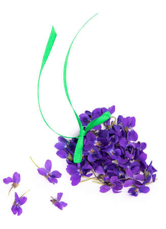 Green leaf and flowers of Wood violet Viola odorata isolated on white background. Medicinal and...