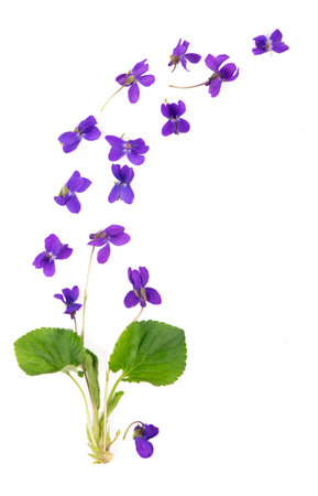Green leaf and flowers of Wood violet Viola odorata isolated on white background. Medicinal and garden plantの写真素材