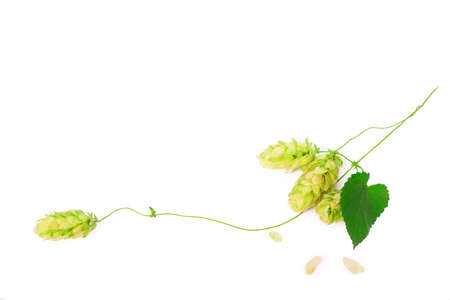 Pile of green hop cones isolated on whiteの写真素材