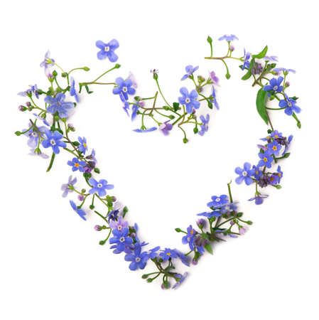 forget-me-not flowers are laid out in the form of a heart. ornament of spring flowers on a whiteの写真素材