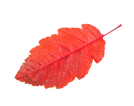 Autumnal colorful red rowan branch isolated on white.