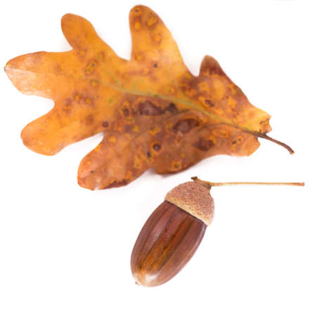Oak acorns with leaves isolated on white background.